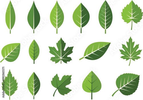 a collection of various green leaves in different shapes and sizes showcasing the diversity of plant life high quality professional detailed