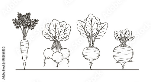 Line art illustration of various root vegetables in a row on white background