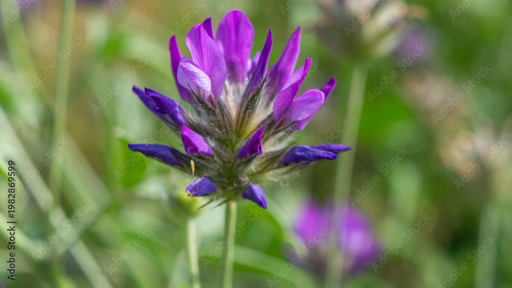 Fototapeta premium Purple flower in a green grass, , background is blurred