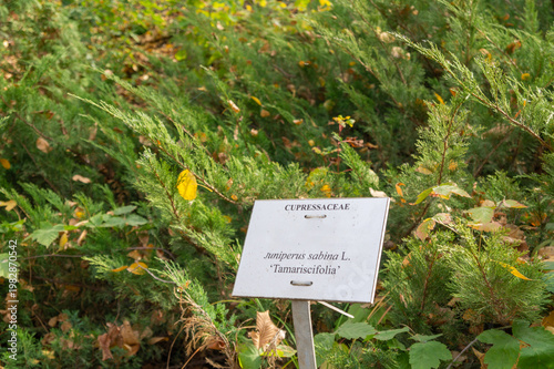 Photos Juniperus sabina plant growing in botanical garden