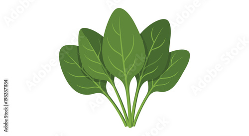 A single bunch of fresh green spinach leaves with delicate vein details stands upright against a minimalist white background under soft even lighting.