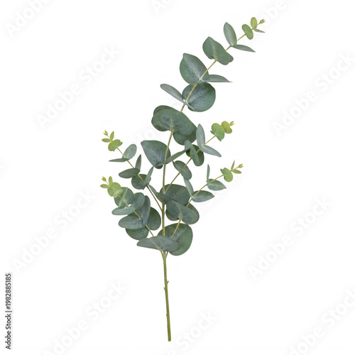 Branch of eucalyptus with green leaves isolated on white background