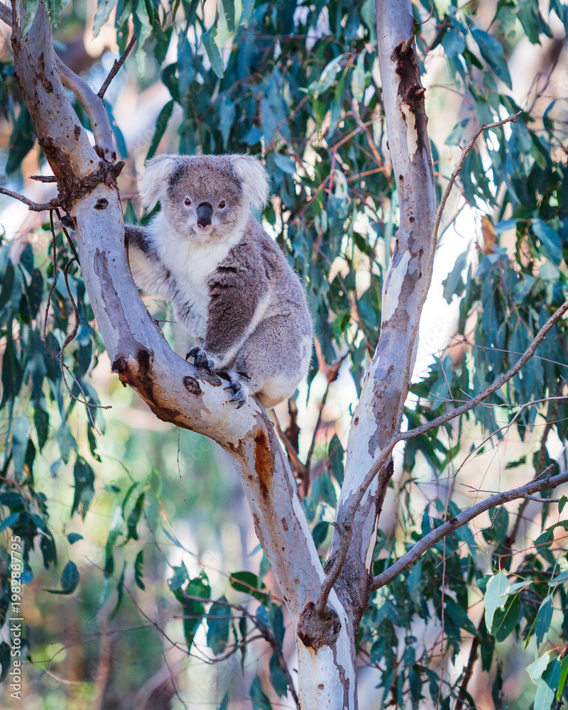 Obraz premium Koala high in trees in native habitat
