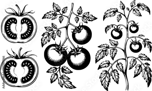 Black and white engraving style tomatoes vine and sliced halves isolated white plant