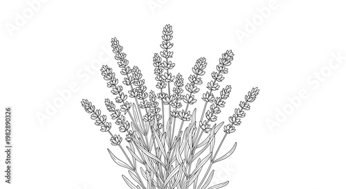 Delicate black and white line art sketch of a bunch of lavender stems with their characteristic small flower spikes.