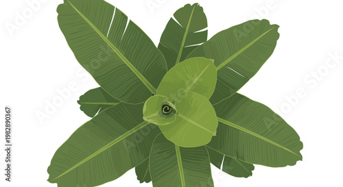 Top-down view of a lush green banana plant with many large leaves overlapping to form a dense tropical pattern.
