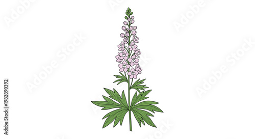 Tall spike of blooming pink delphinium flowers with green lobed leaves at the base against a plain white background.