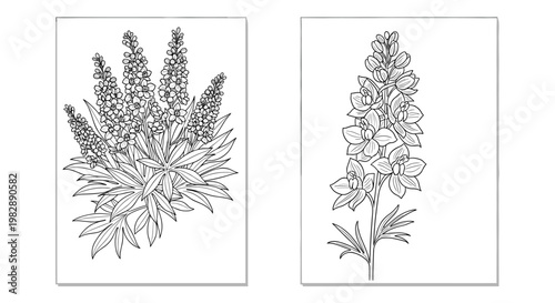 Detailed line art sketches of delphinium and lupine flowers on separate vertical panels perfect for botanical coloring pages.
