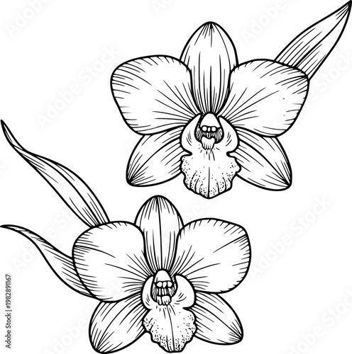 Hand-drawn black and white orchid flowers with leaves white background, floral botanical