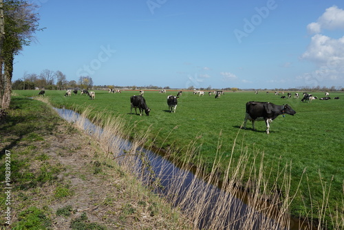 Pasture landscape. Dutch black and white cows in the meadow. Ditch. Netherlands, Spring, April, Near Bergen and Alkmaar.