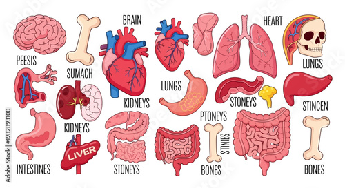 Comprehensive collection of human anatomy illustrations depicting major internal organs, bones, and vital body systems for medical and educational purposes