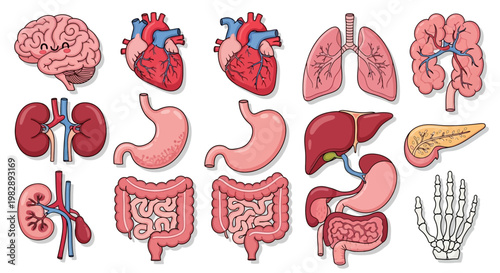 Collection of Human Anatomy Illustrations Organs and Skeletal System