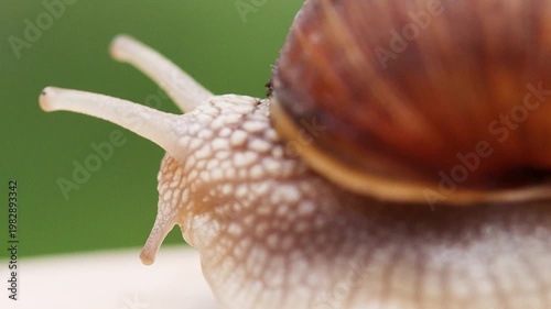 Macro View of Snail Shell Edge and Lower Tentacles