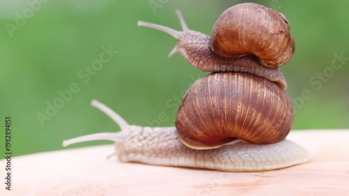 Small Snail Riding on Top of Larger Snail Shell
