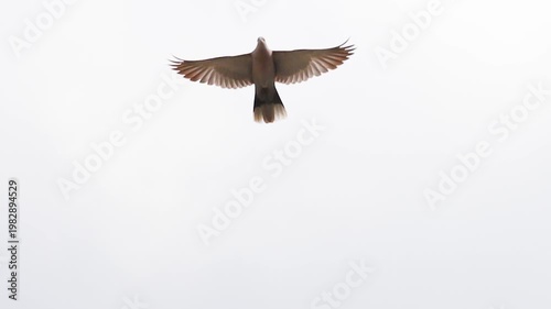 Collared Dove Flying Directly Towards Camera