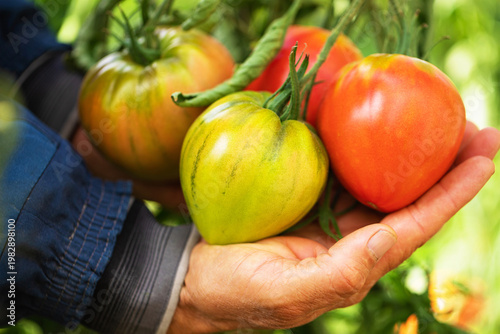 male hands hold large ripe ...