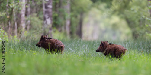 Young Wild boars in alert crossing a forest alley while running in the morning, Sus scrofa, Sologne, Loiret 45, région Centre Val de Loire, France, European Union, Europe