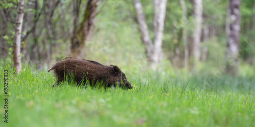 Young Wild boar crossing a forest alley while looking for food in the morning, Sus scrofa, Sologne, Loiret 45, région Centre Val de Loire, France, European Union, Europe