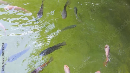 Murky green water filled with tilapia fishes suitable for aquatic agriculture or environmental conservation concept backgrounds or educational resources.