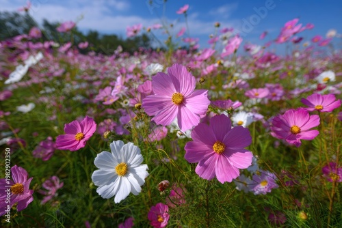 Field of colorful cosmos flowers under a bright blue sky, buzzing with life