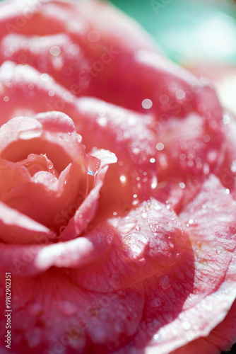 Pink rose covered in morning dew in sunlight