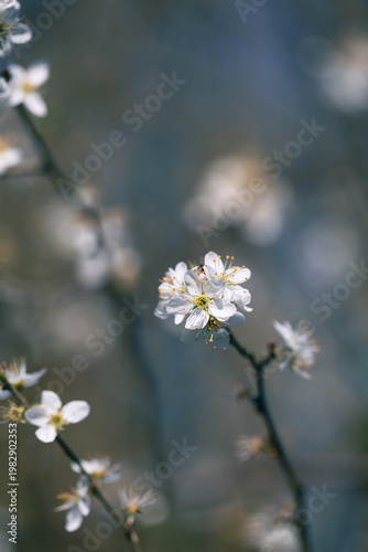 White blossom on tree branches, blue background 