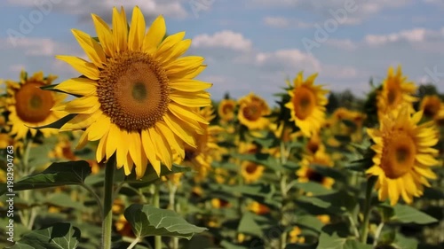 A large field of sunflowers under a blue sky with white clouds on a sunny day
