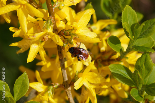 Yellow Easter tree or Forsythia flowers and female Tawny Mining Bee (Andrena fulva). Dutch garden. Spring, April, Netherlands