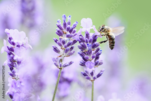 Pollination with bee and lavender with sunshine, sunny lavender.