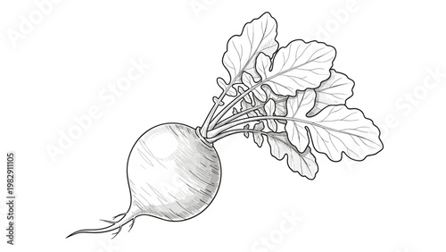 Detailed botanical drawing of a fresh radish shows the round root vegetable with its large textured leaves in a classic sketch style.