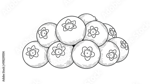 Hand drawn cluster of ripe blueberries is shown in a detailed line art style perfect for food labeling and healthy eating themes.
