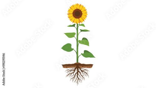 Educational diagram of a blooming sunflower plant clearly illustrates the flower head, tall stem, leaves, and complex root system.