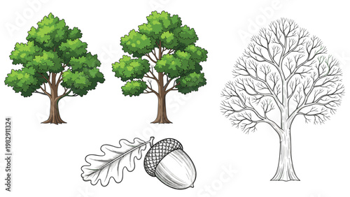 Collection of oak tree illustrations including full green canopies and bare winter branches with detailed sketch of leaf and acorn.