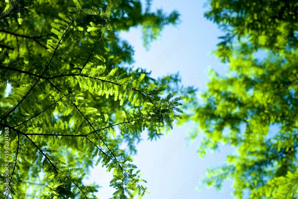 Fototapeta premium Sunlight filtering through lush green conifer branches against clear blue sky, ideal for environmental branding, wellness websites, and natural forest backgrounds.