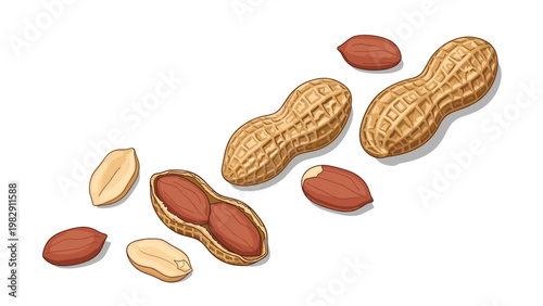 Realistic illustration of peanuts in shells and peeled nuts scattered on a white background for snack and nutrition themes.
