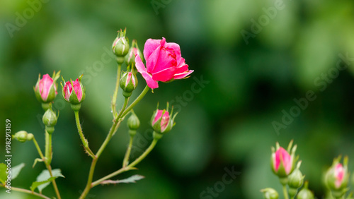 A pink flower with green leaves