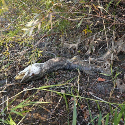 фотографія A dead pike decomposing on the shore