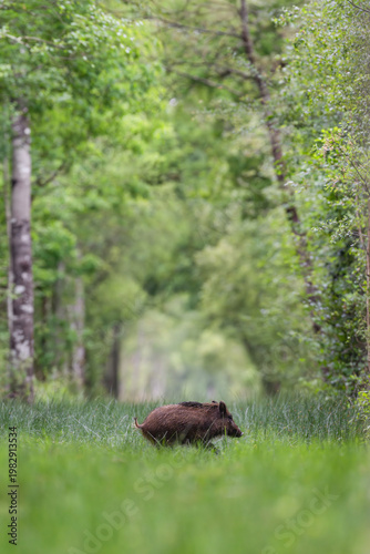 Young Wild boar crossing a forest alley while running in a spring morning, Sus scrofa, Sologne, Loiret 45, région Centre Val de Loire, France, European Union, Europe