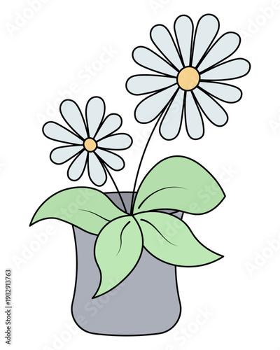 Houseplant. White chamomile flowers in a gray pot with inflorescences and large green leaves. Color vector illustration. Isolated on white background. Idea for web design.
