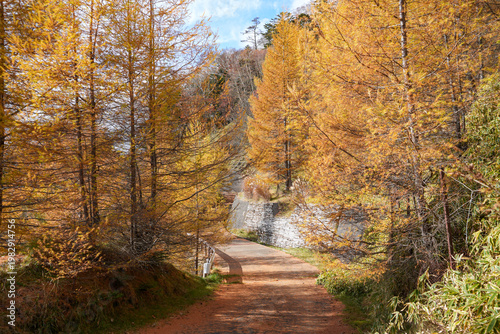 Sunny Autumn Road, Orange Leaves - Rural Japan