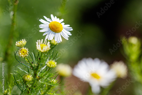 A white flower with a yellow center is in the foreground