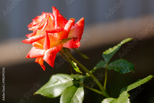 A rose with a few drops of water on it