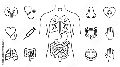 Detailed human anatomy illustration organs skeletal system and internal structures overview