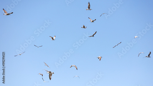 A flock of seagulls flying in the sky