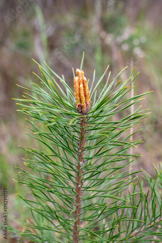 Echinate fir tree brunches with knot of cones
