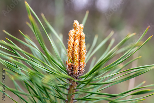 Echinate fir tree brunches with knot of cones