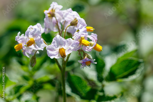 Blooming potato plant flowers with purple petals and yellow centers
