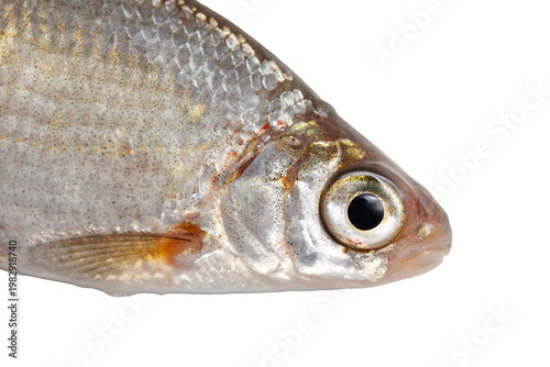 A fish is shown with its head up and looking at the camera