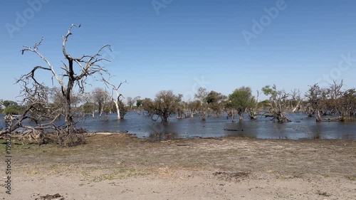 Dried trees in the Okavango Delta. Botswana.
