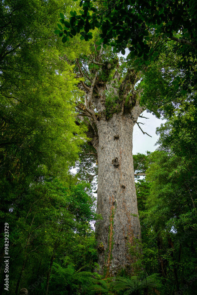 Obraz premium Tāne mahuta, giant kauri tree in new zealand forest